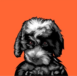 Louie the Office Dog